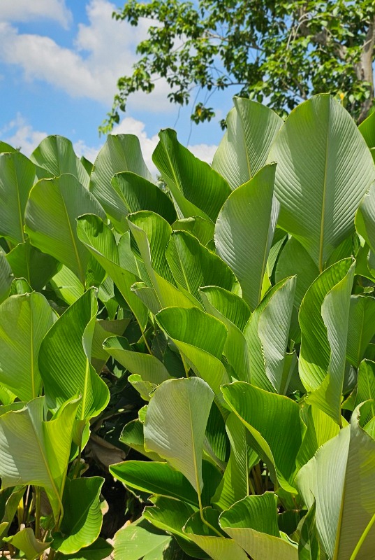 efeu kolibri Efeu